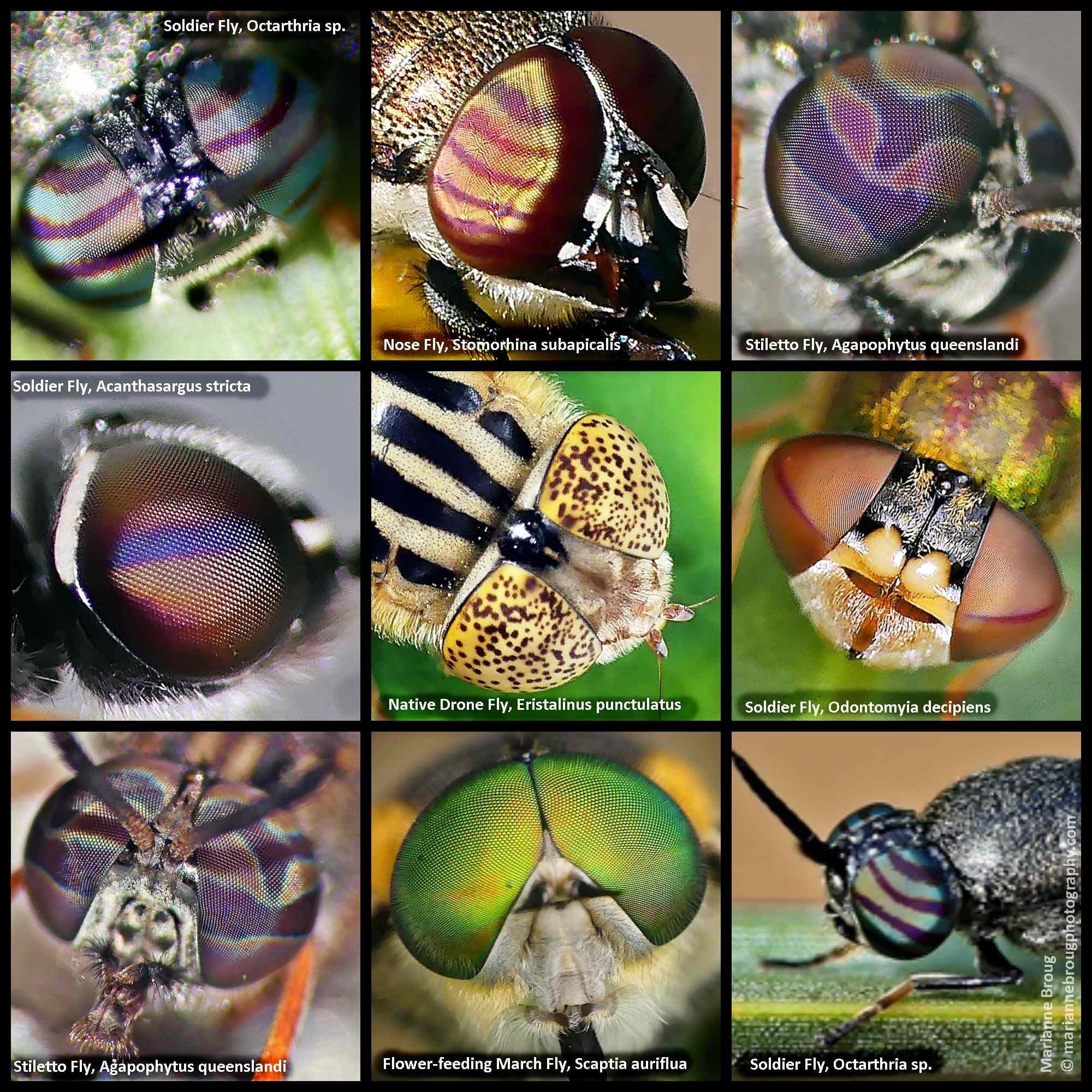 The Eyes of Flies – Ausemade