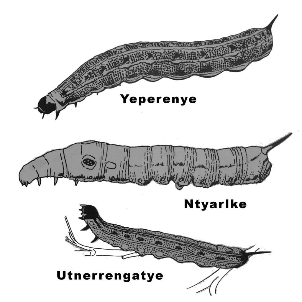 The Three Caterpillars: Yeperenye, Ntyarlke and Utnerrengatye