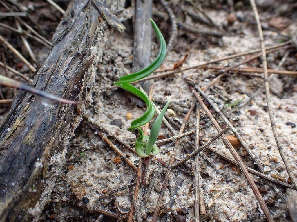 Thelymitra porphyrosticta (Southern Queen of Sheba Orchid), Southern Coastal Region WA © Terry Dunham