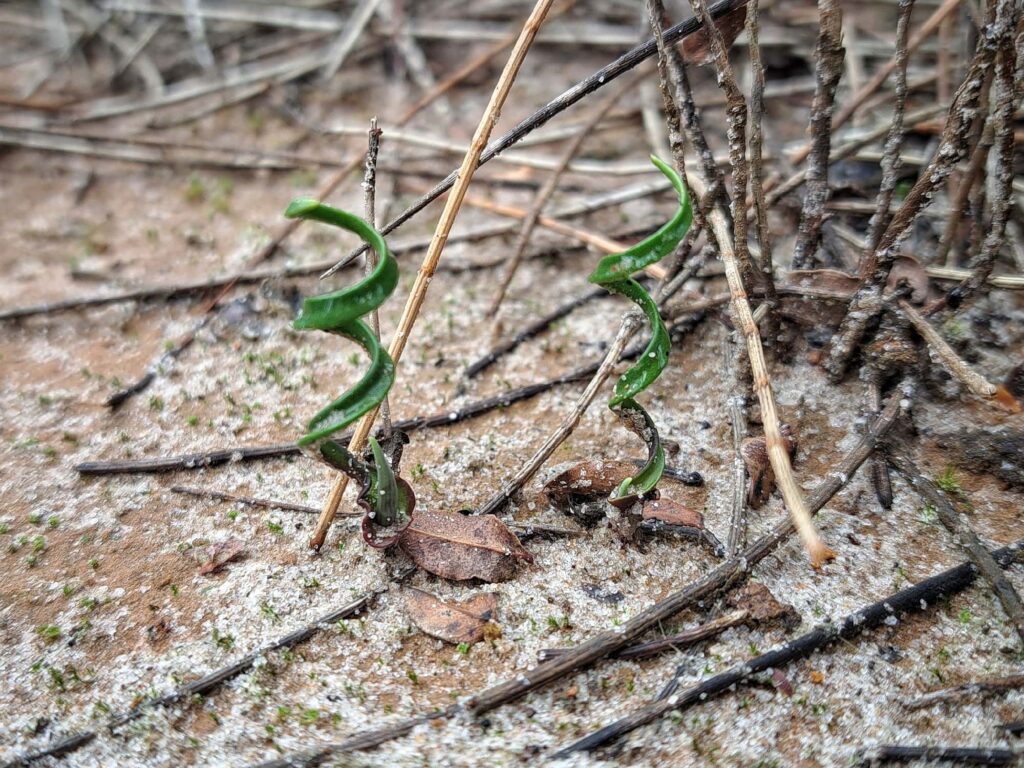 Thelymitra porphyrosticta (Southern Queen of Sheba Orchid), Southern Coastal Region WA © Terry Dunham