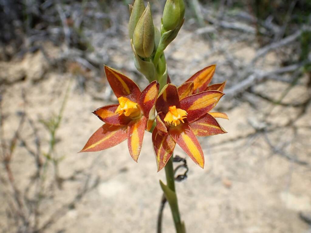 Thelymitra sp. 'Ongerup' (Orange Sun Orchids), Great Southern Region WA © Terry Dunham
