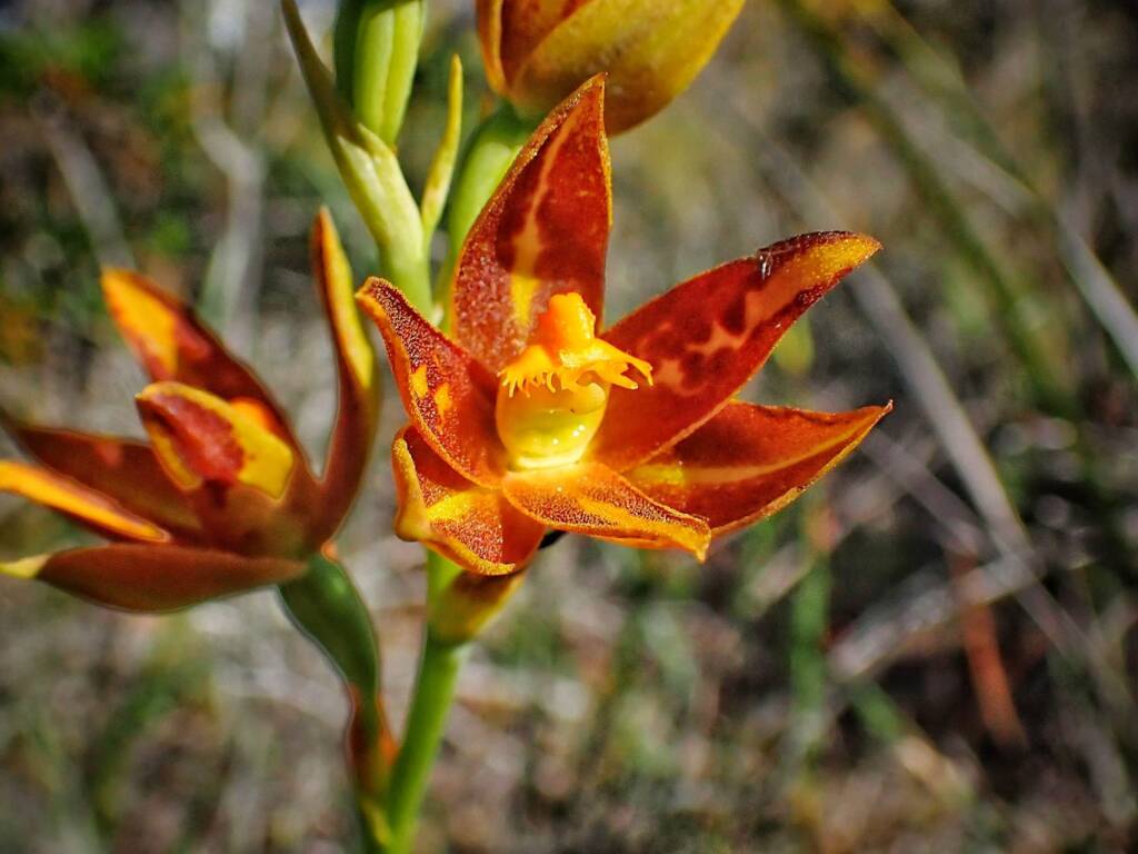 Thelymitra sp. 'Ongerup' (Orange Sun Orchids), Great Southern Region WA © Terry Dunham