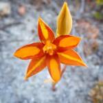 Thelymitra sp.'Ongerup' (Orange Sun Orchid), Great Southern Region WA © Terry Dunham