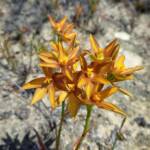 Thelymitra sp.'Ongerup' (Orange Sun Orchids), Great Southern Region WA © Terry Dunham