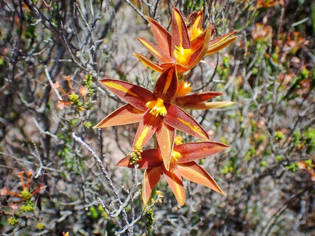 Thelymitra sp.'Ongerup' (Orange Sun Orchids), Great Southern Region WA © Terry Dunham