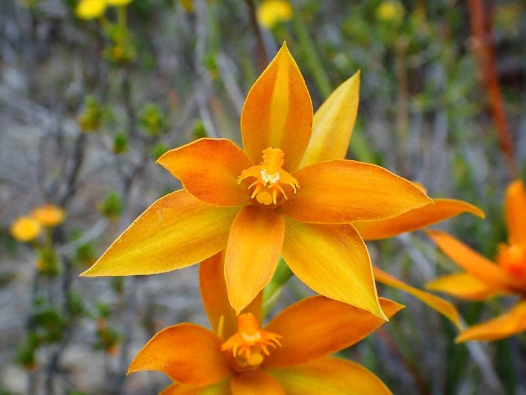 Thelymitra sp.'Ongerup' (Orange Sun Orchids, Great Southern Region WA © Terry Dunham
