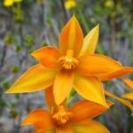 Thelymitra sp.'Ongerup' (Orange Sun Orchids, Great Southern Region WA © Terry Dunham