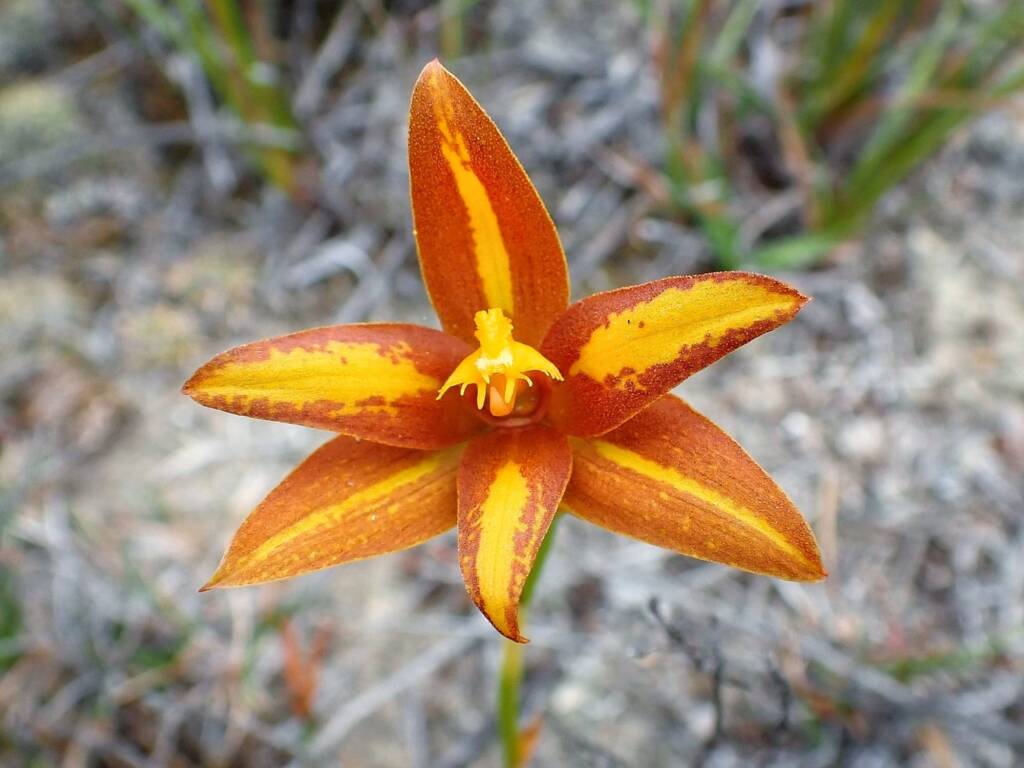 Thelymitra sp.'Ongerup' (Orange Sun Orchid), Great Southern Region WA © Terry Dunham