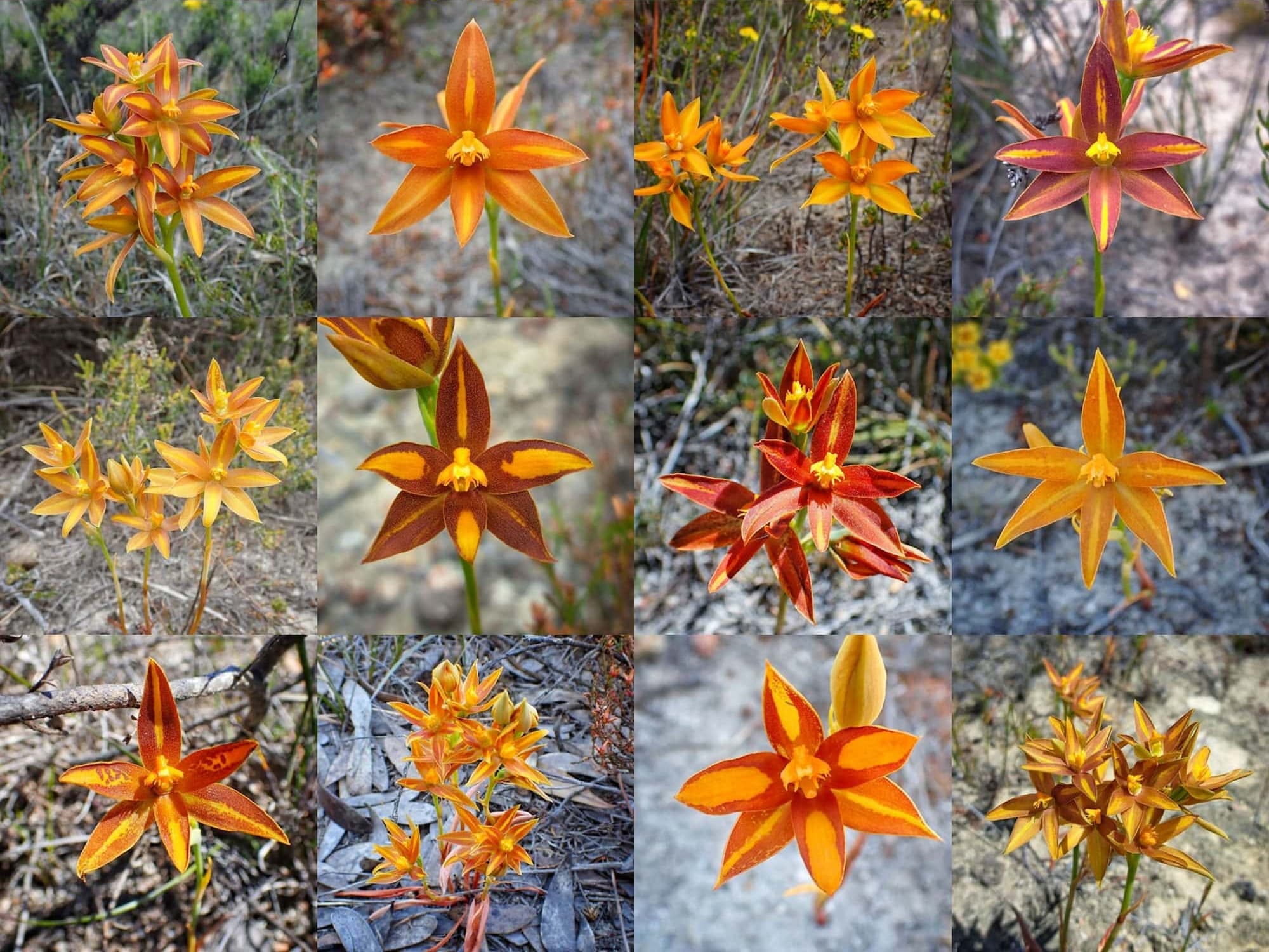 Thelymitra sp.'Ongerup' (Orange Sun Orchids), Great Southern Region WA © Terry Dunham