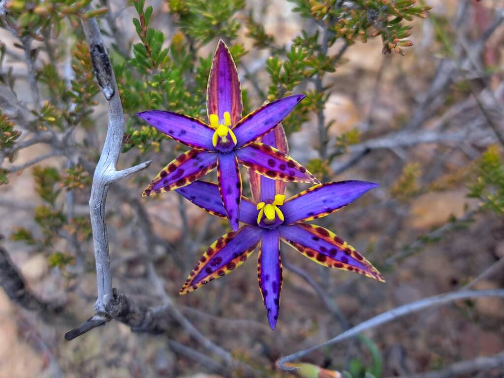 Variable colours of the Thelymitra speciosa (Eastern Queen of Sheba's), Stirling Range National Park WA © Terry Dunham