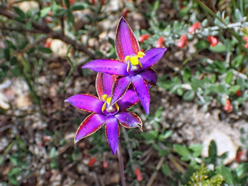 Variable colours of the Thelymitra speciosa (Eastern Queen of Sheba's), Stirling Range National Park WA © Terry Dunham