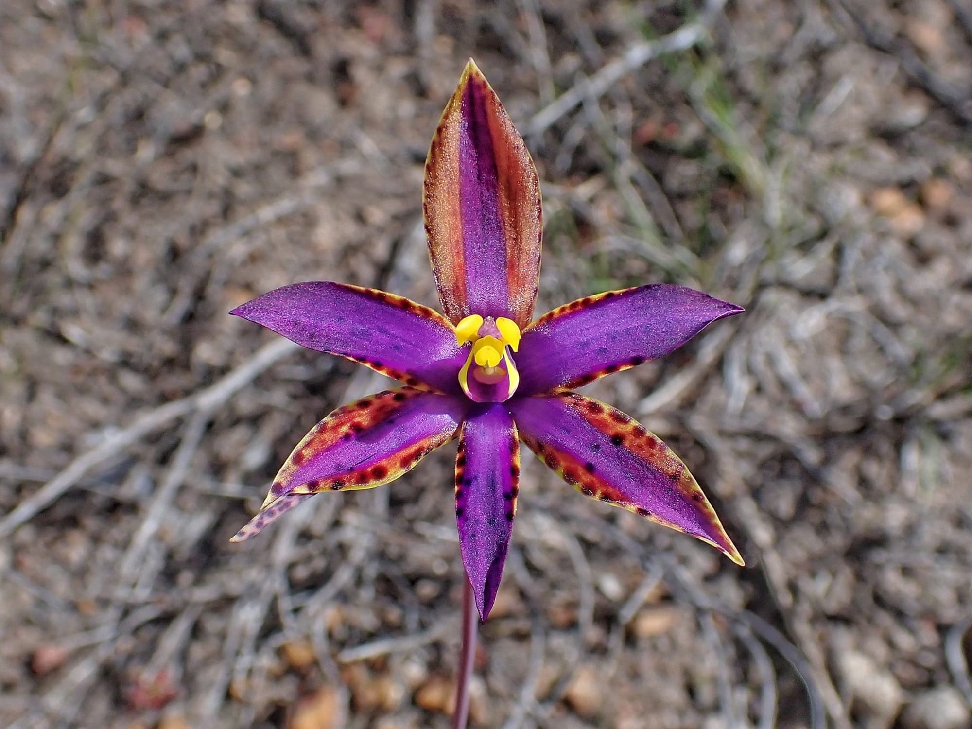 Thelymitra speciosa (Eastern Queen of Sheba's), Stirling Range National Park WA © Terry Dunham