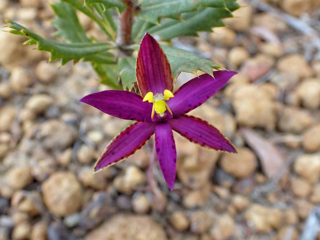 Thelymitra speciosa (Eastern Queen of Sheba's), Stirling Range National Park WA © Terry Dunham