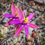 Thelymitra speciosa (Eastern Queen of Sheba's), Stirling Range National Park WA © Terry Dunham