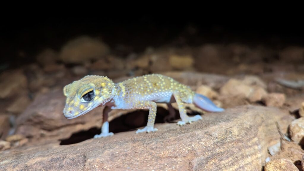Thick-tailed Barking Gecko (Underwoodisaurus milii), Flinders Ranges SA © Sarah Hutt