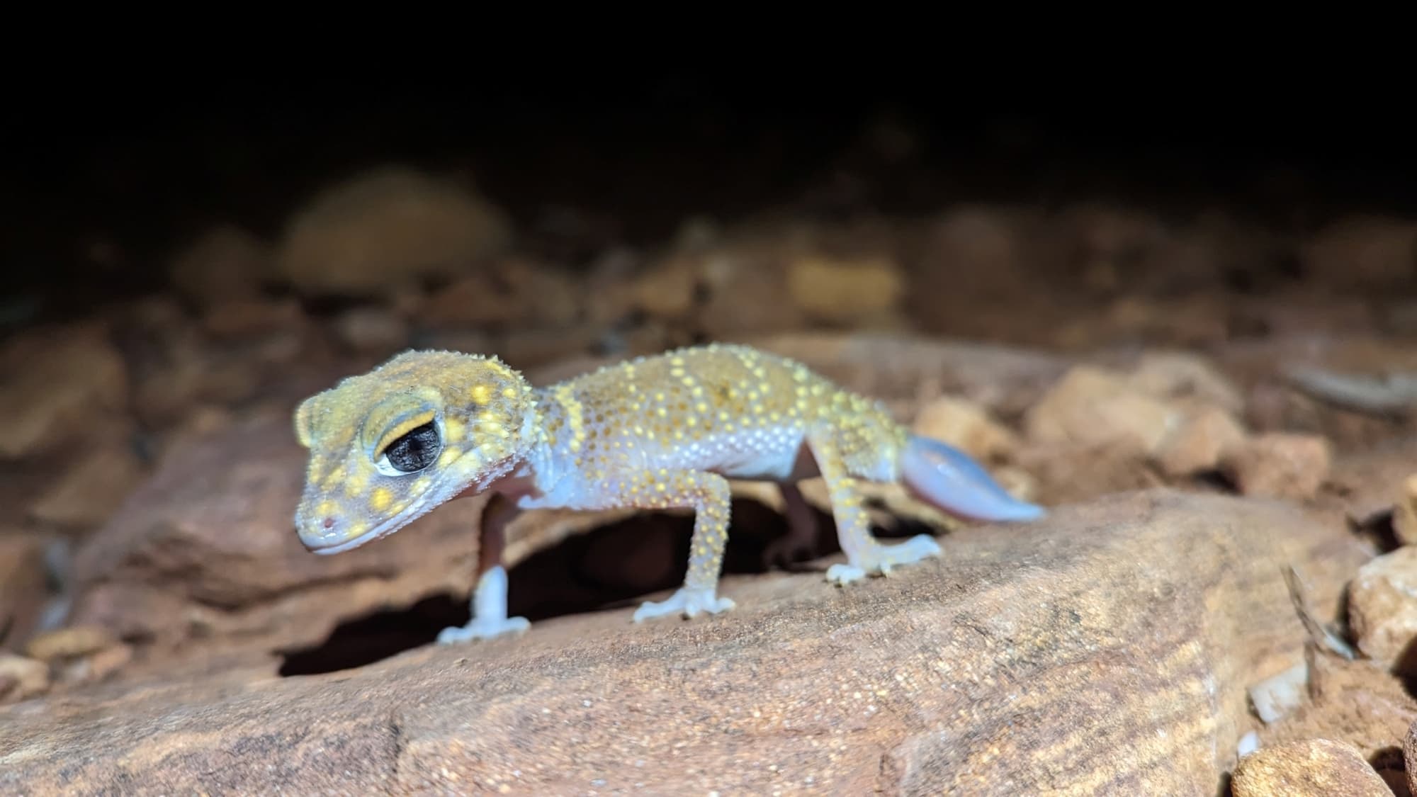 Thick-tailed Barking Gecko (Underwoodisaurus milii), Flinders Ranges SA © Sarah Hutt