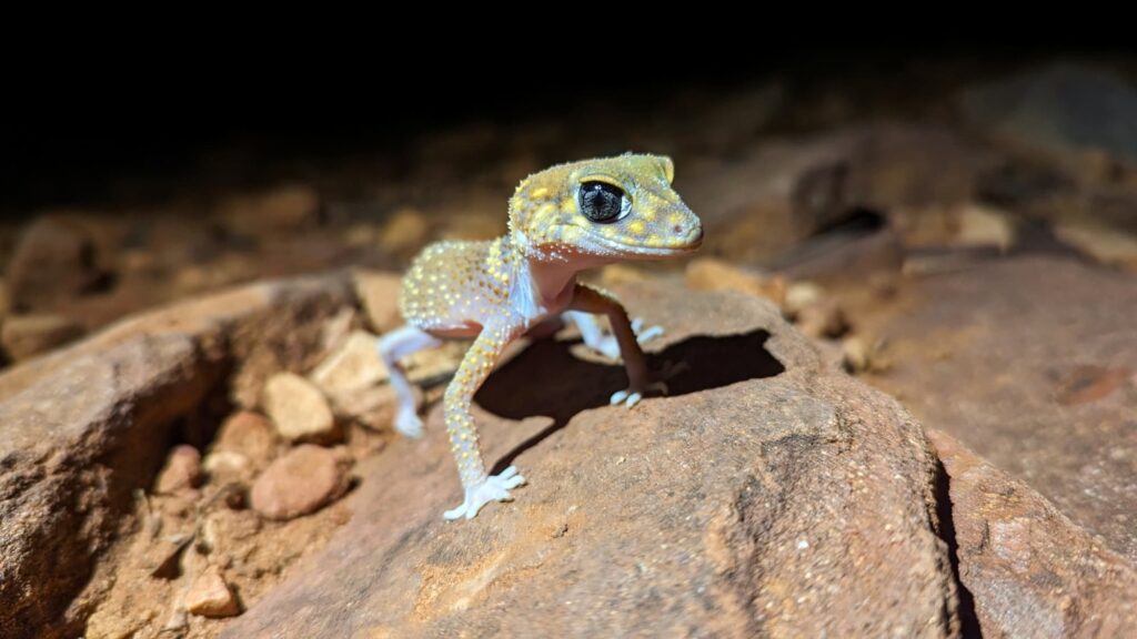 Thick-tailed Barking Gecko (Underwoodisaurus milii), Flinders Ranges SA © Sarah Hutt