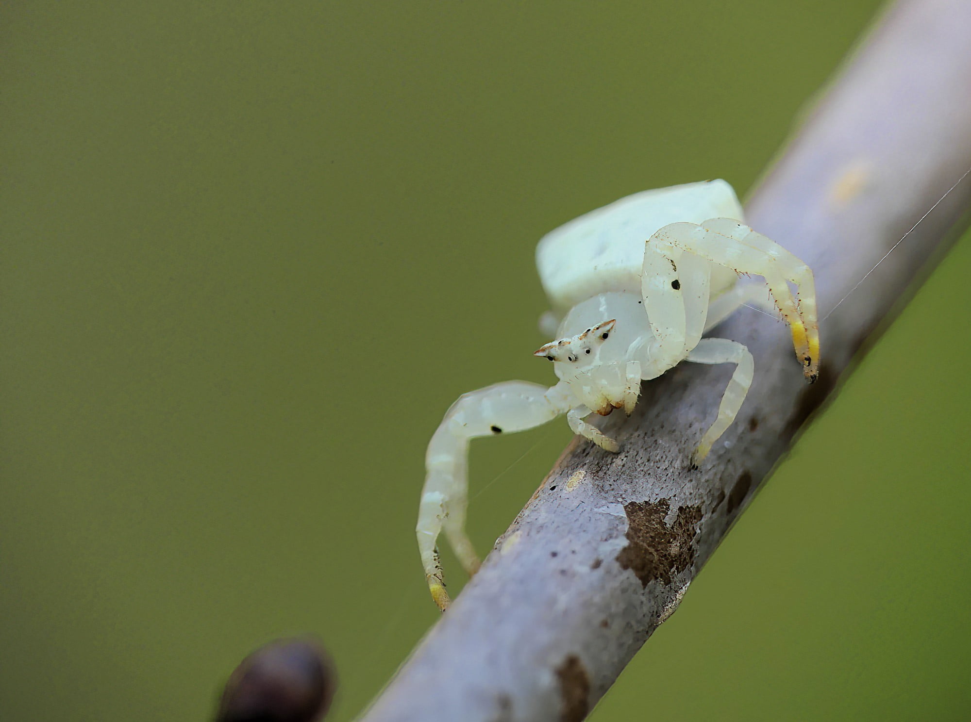 White Crab Spider (Thomisus spectabilis), Brisbane QLD © Stefan Jones