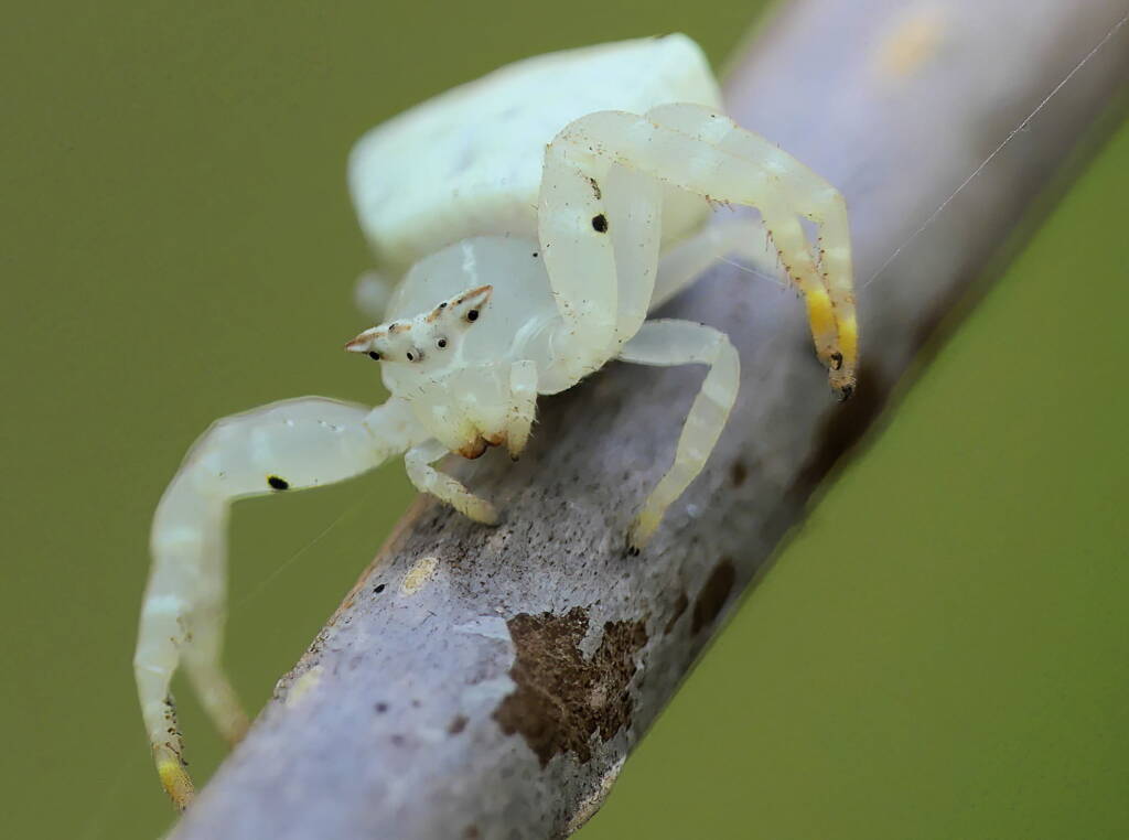 White Crab Spider (Thomisus spectabilis), Brisbane QLD © Stefan Jones