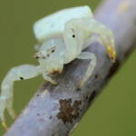 White Crab Spider (Thomisus spectabilis), Brisbane QLD © Stefan Jones