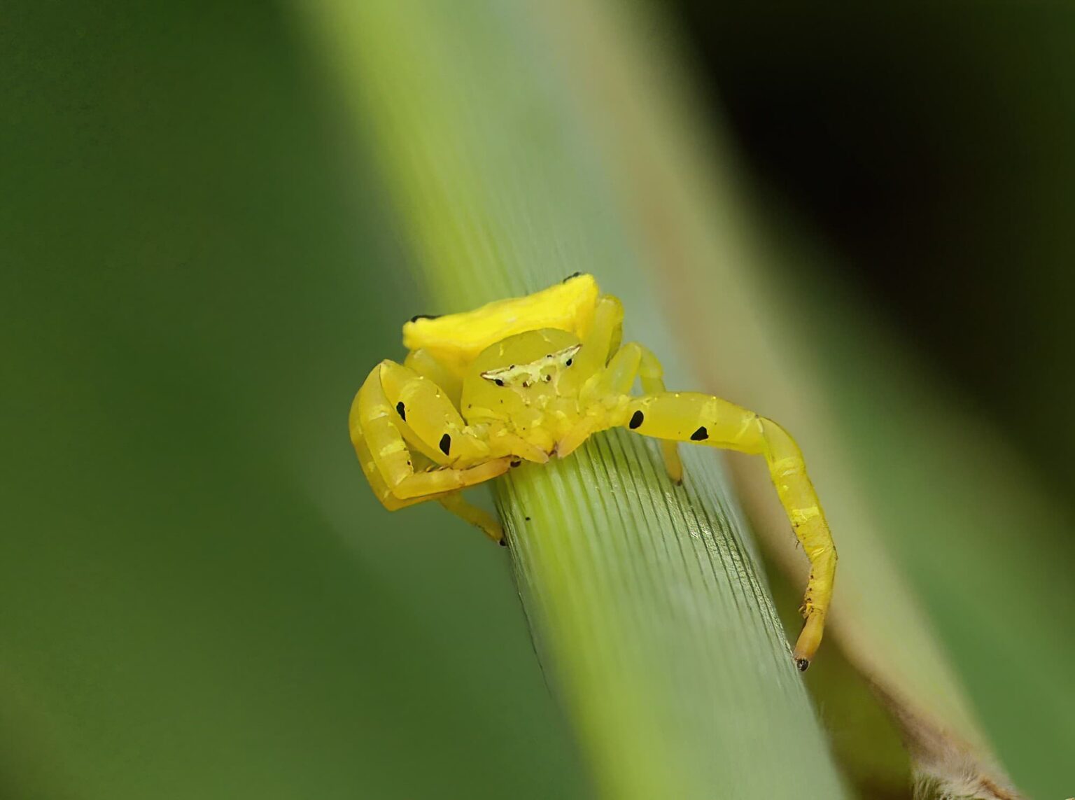 Thomisus spectabilis Ausemade