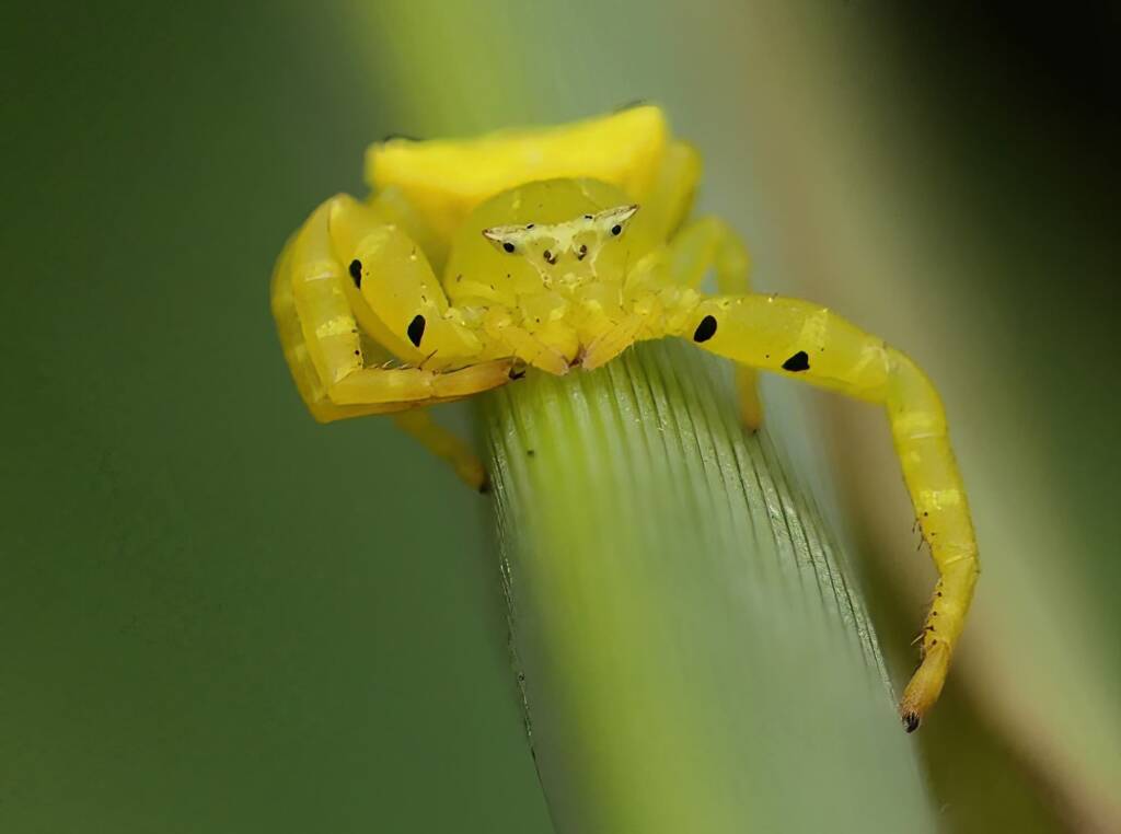 Yellow Crab Spider (Thomisus spectabilis), Brisbane QLD © Stefan Jones