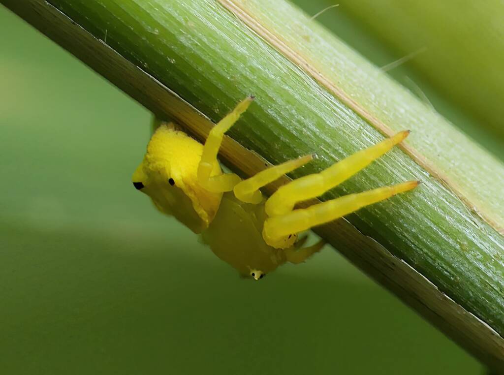 Yellow Crab Spider (Thomisus spectabilis), Brisbane QLD © Stefan Jones