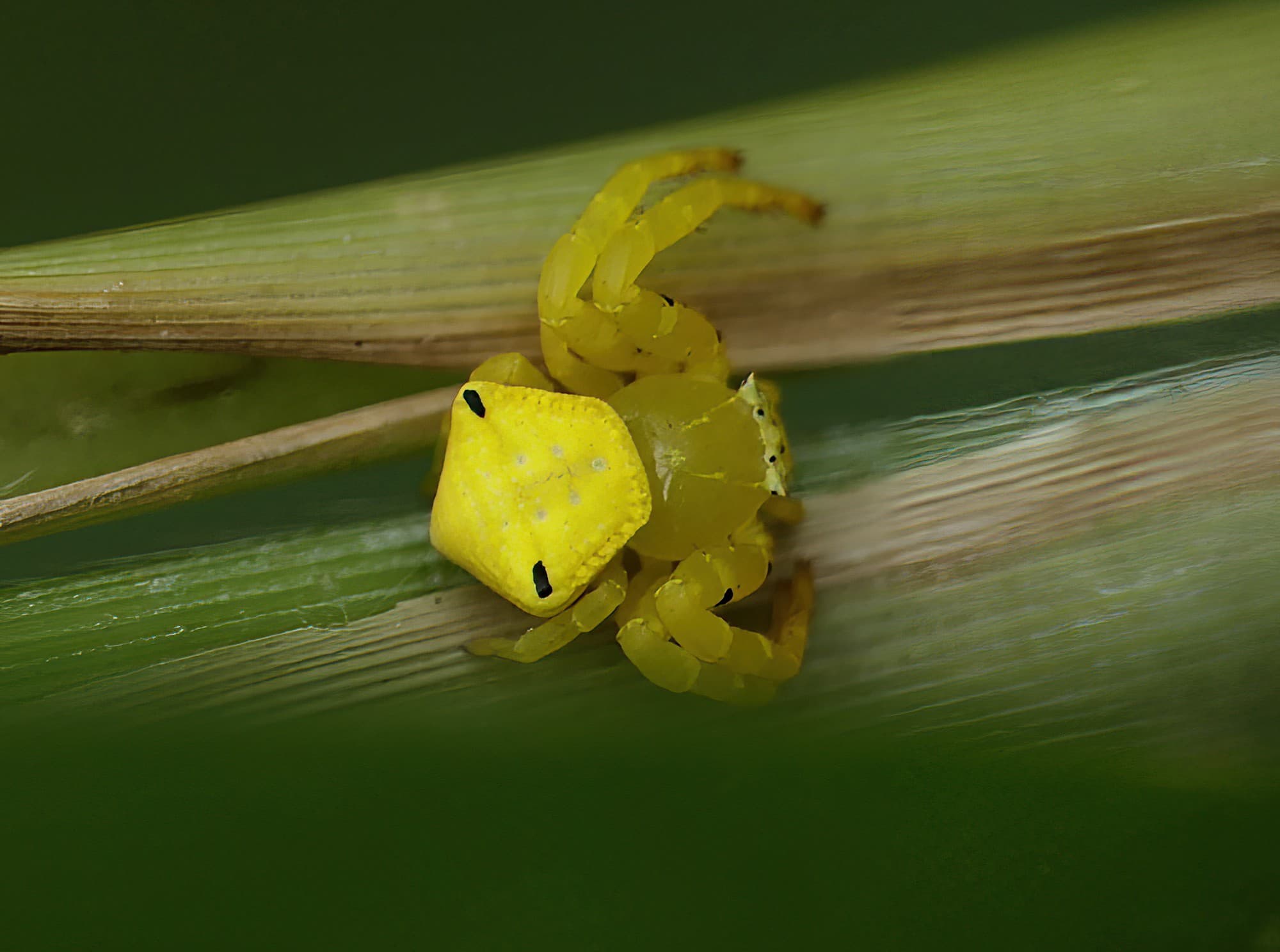 Thomisus spectabilis Ausemade