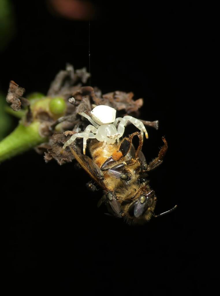 White Crab Spider (Thomisus spectabilis) with European Honey Bee (Apis mellifera), Brisbane QLD © Stefan Jones