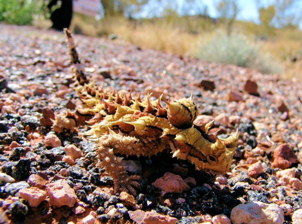 Thorny Devil (Moloch horridus)