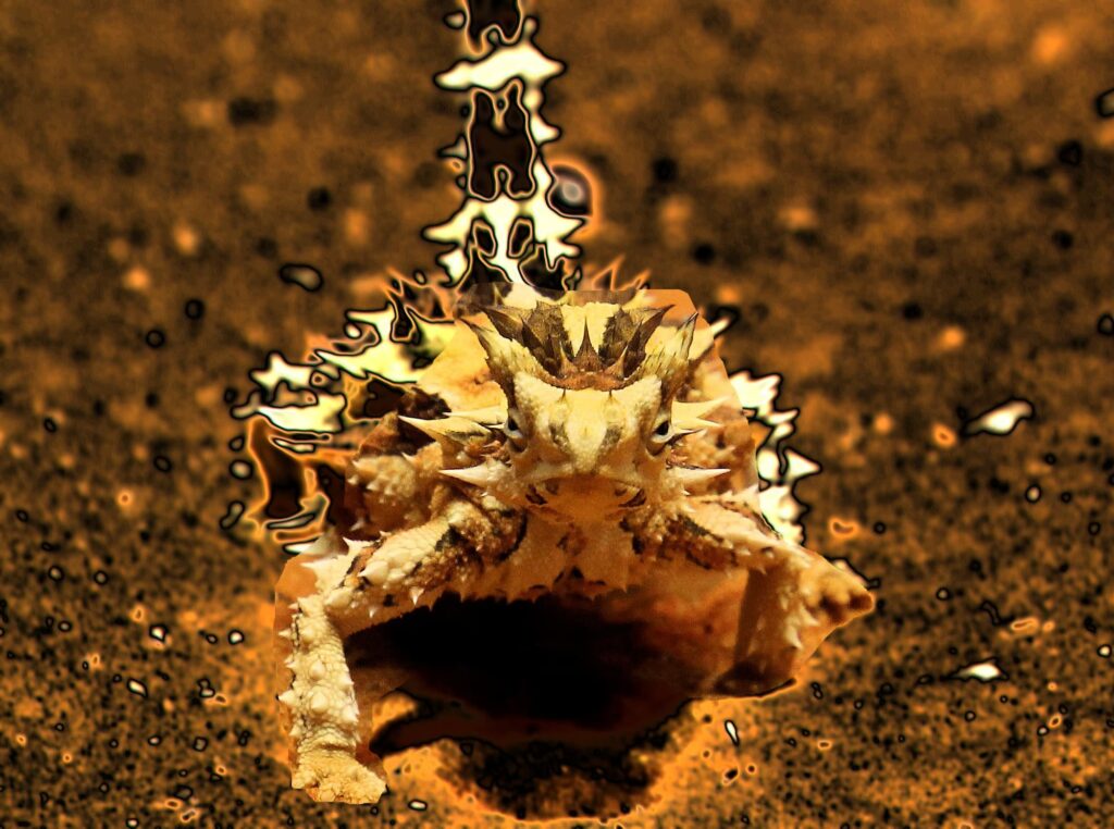 Moloch horridus... my Thorny Devil