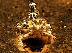 Moloch horridus... my Thorny Devil