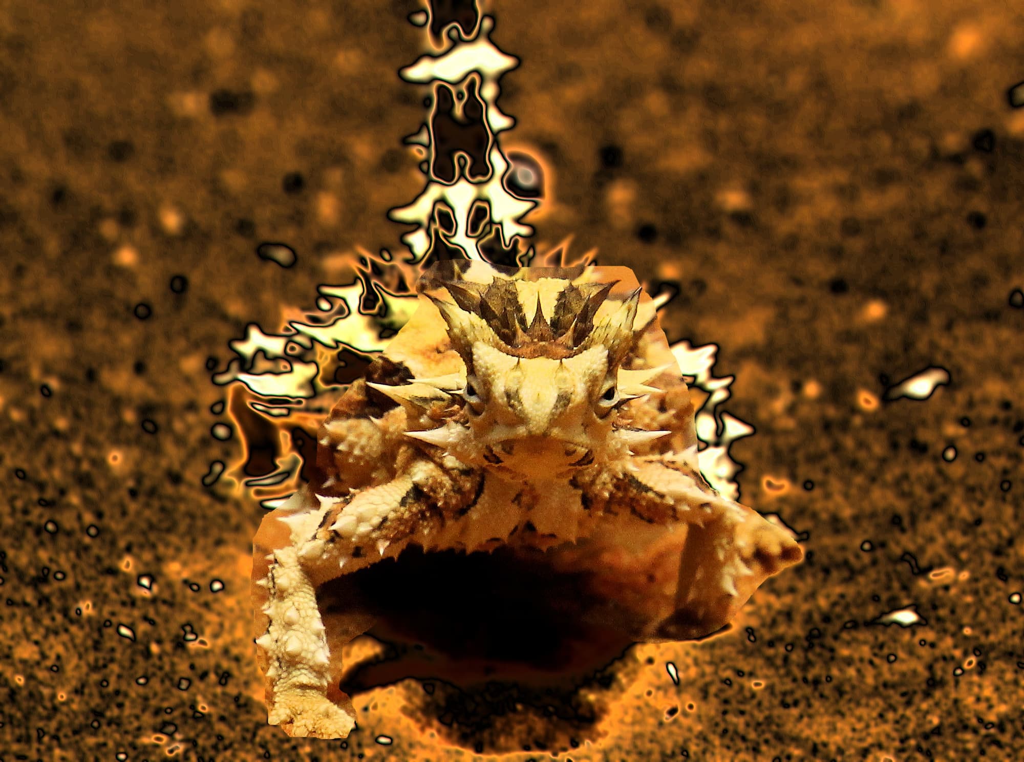 Moloch horridus... my Thorny Devil