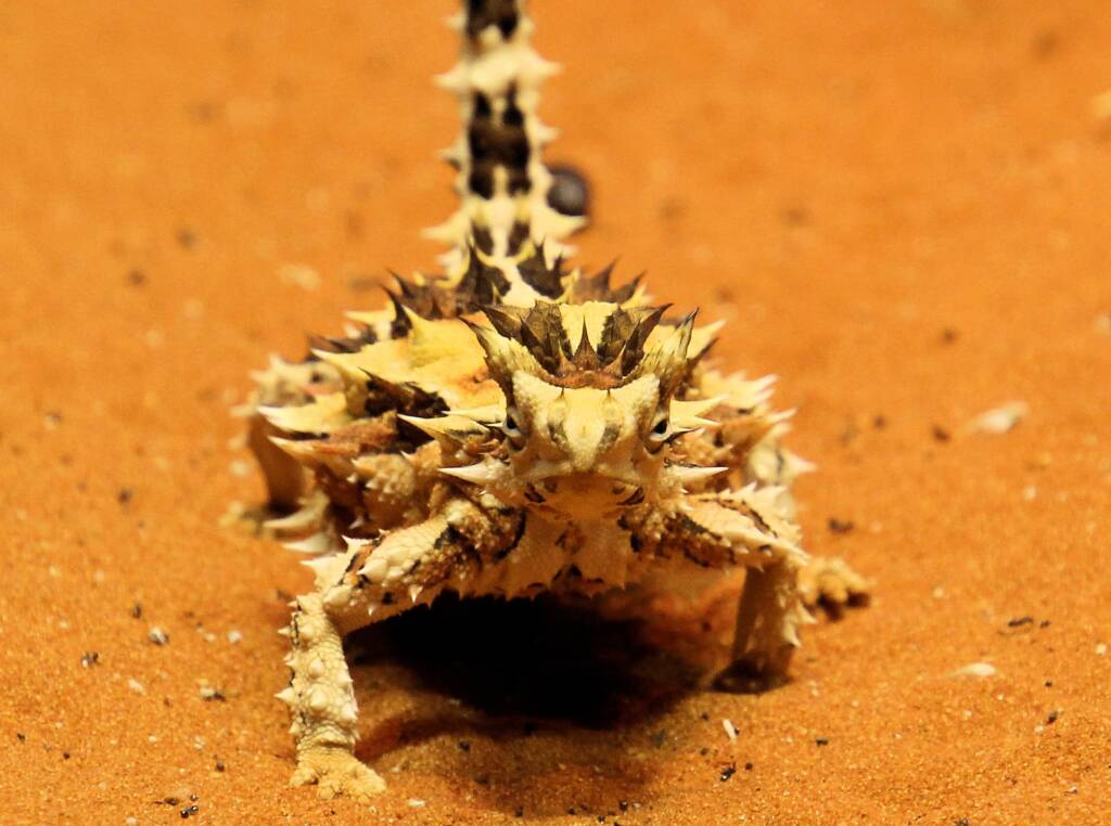 Thorny Devil (Moloch horridus)