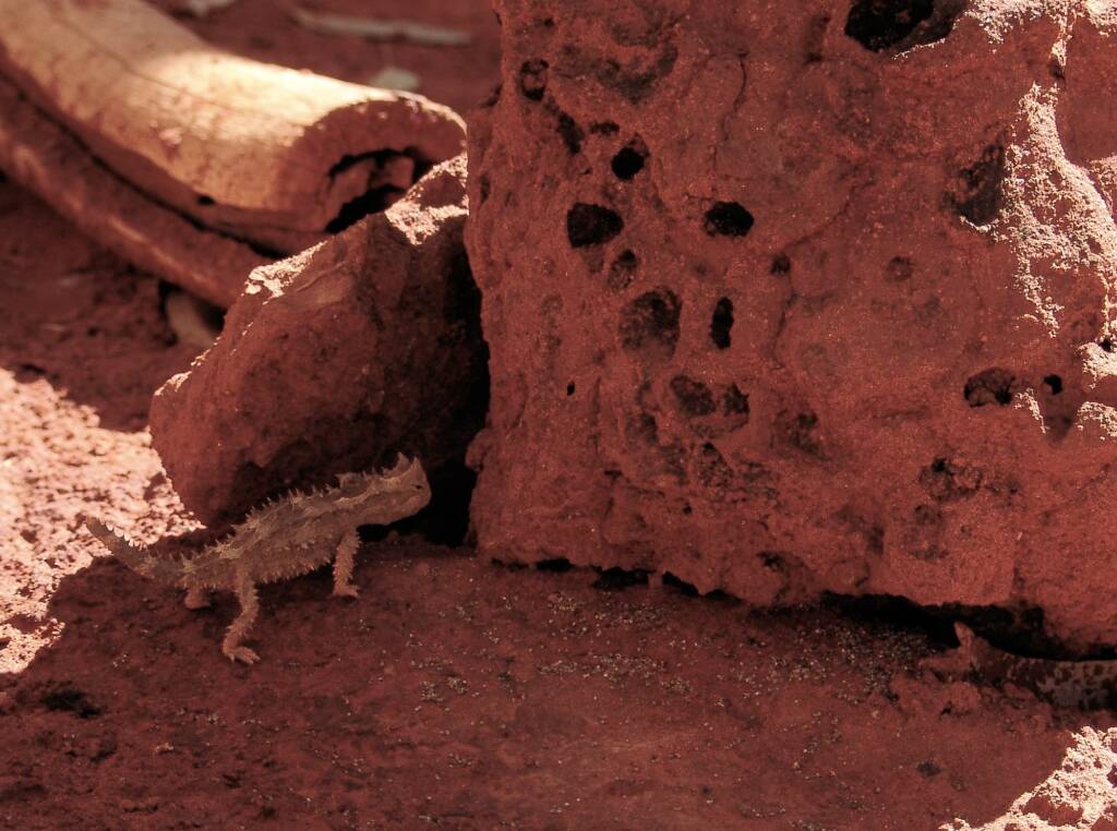 Juvenile Thorny Devil (Moloch horridus), Alice Springs Reptile Centre
