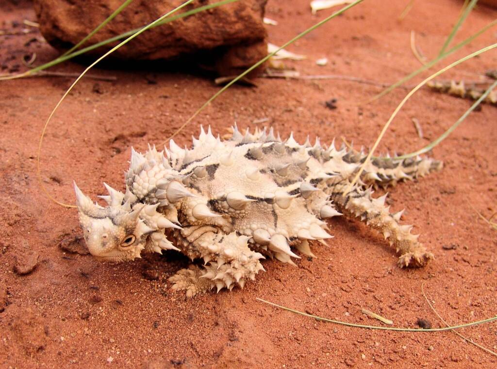 Thorny Devil (Moloch horridus), Alice Springs Reptile Centre