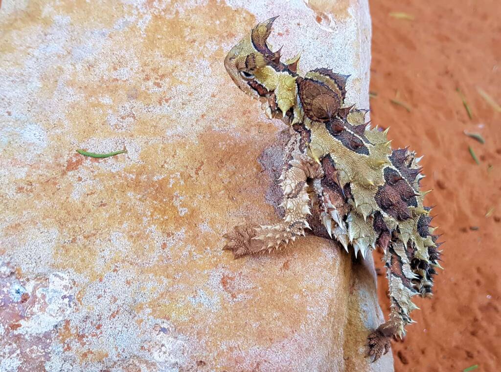 Thorny Devil (Moloch horridus), Alice Springs Reptile Centre