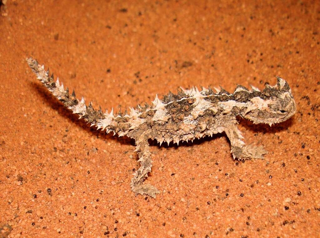Juvenile Thorny Devil (Moloch horridus), Alice Springs Reptile Centre