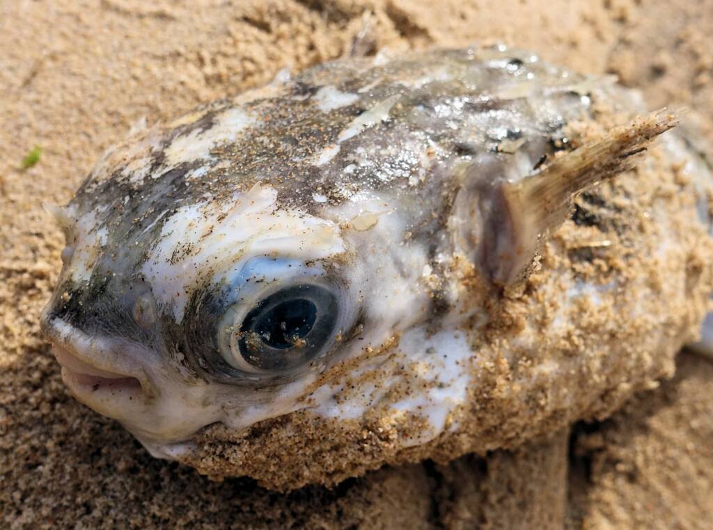 Three-bar Porcupinefish (Dicotylichthys punctulatus) washed up on Dee Why Beach, Northern Beaches NSW