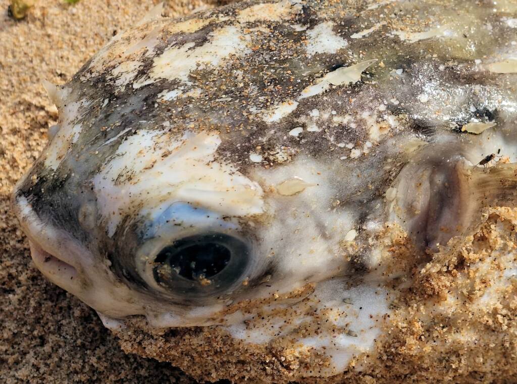 Three-bar Porcupinefish (Dicotylichthys punctulatus) washed up on Dee Why Beach, Northern Beaches NSW