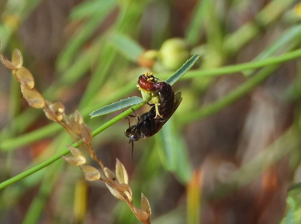 Thynnid Wasps mating, Santa Teresa Rd, Central Australia © Dorothy Latimer