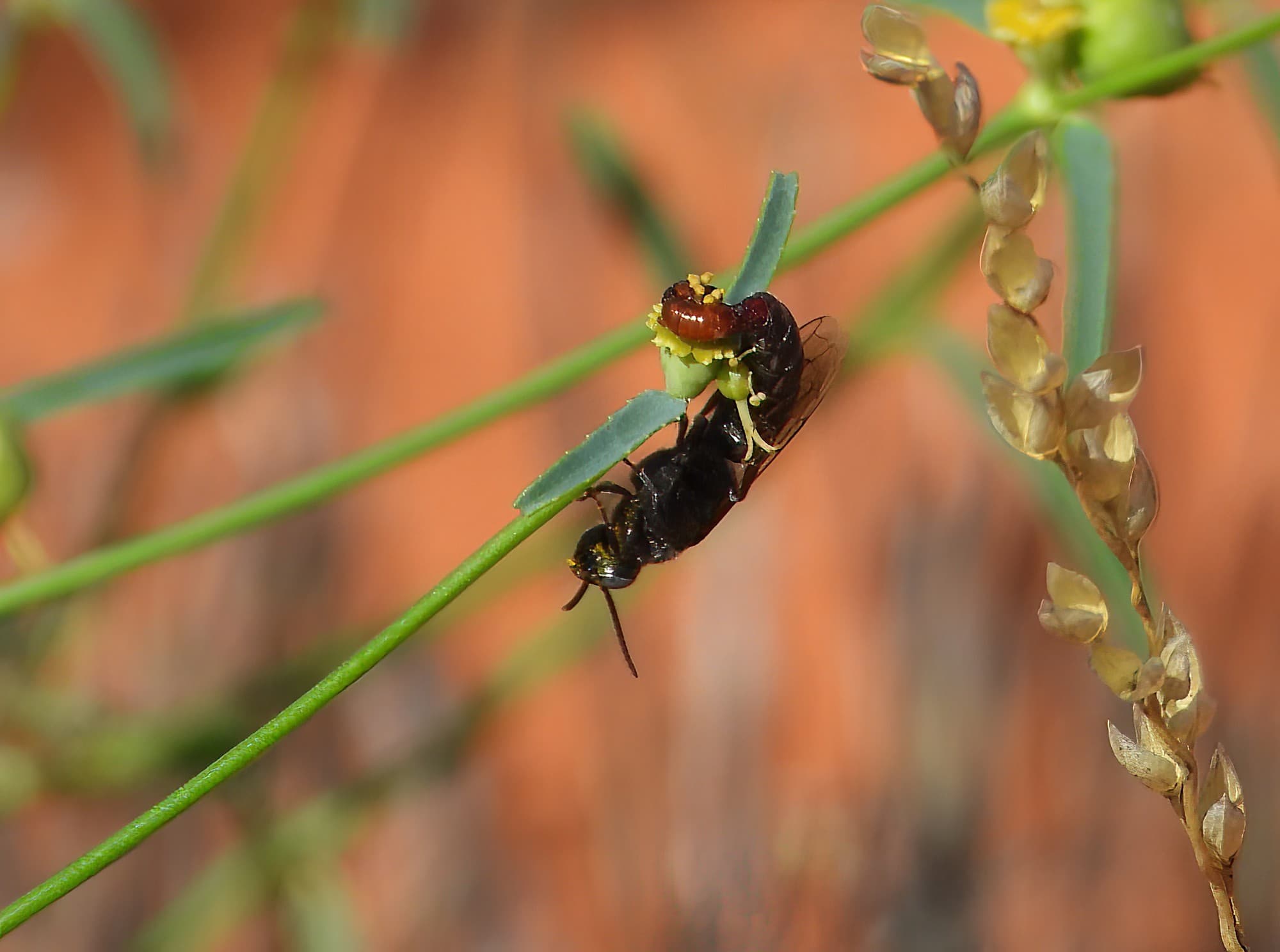 Thynnid Wasps mating, Santa Teresa Rd, Central Australia © Dorothy Latimer