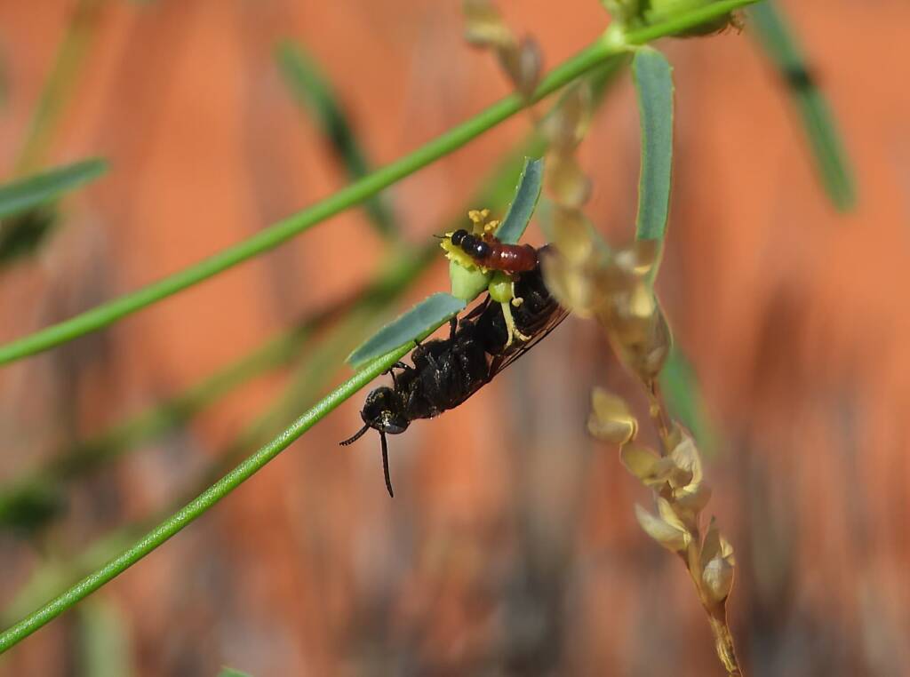 Thynnid Wasps mating, Santa Teresa Rd, Central Australia © Dorothy Latimer