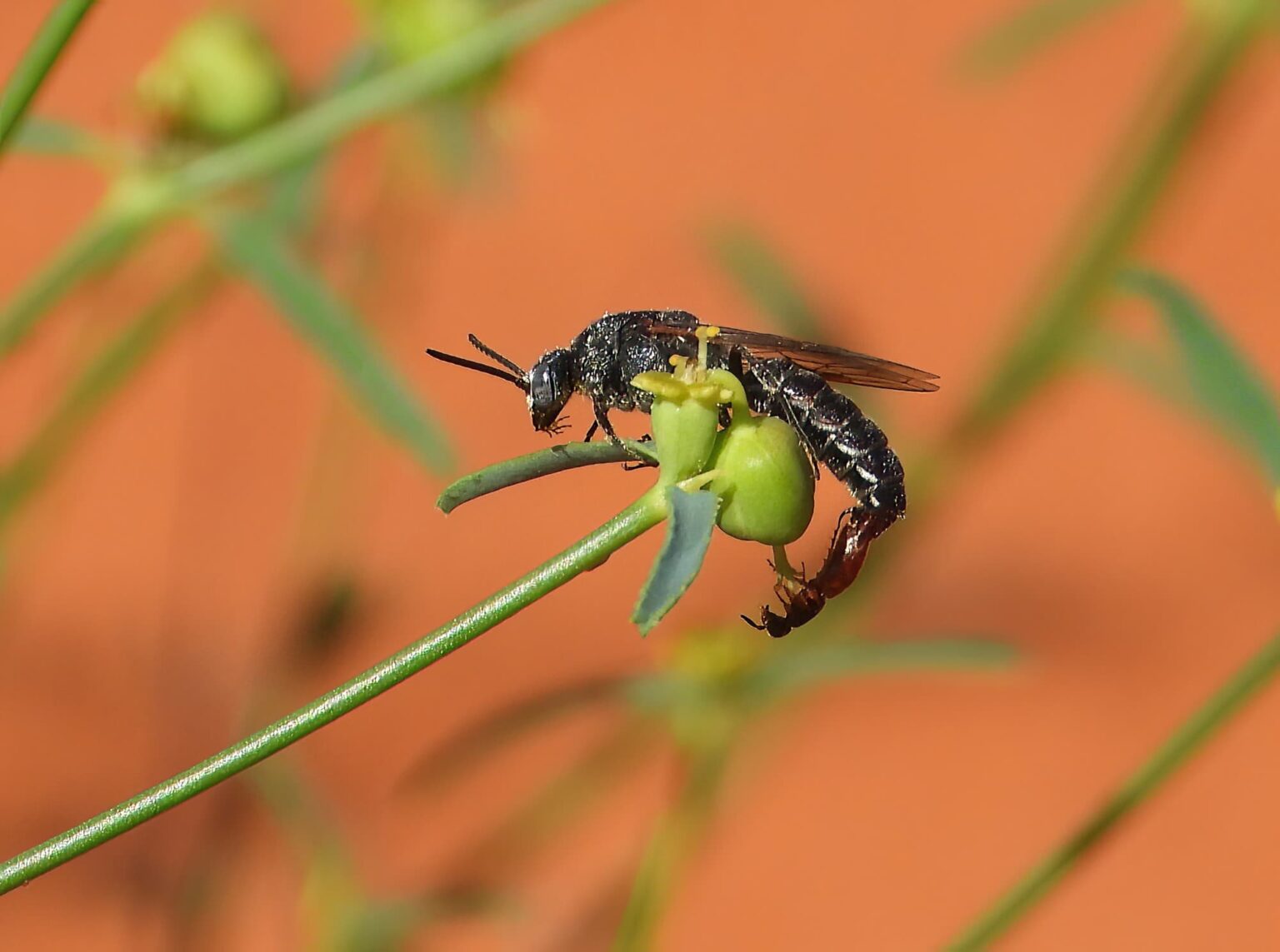 Thynnid Wasps Ausemade