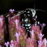 Thyreus caeruleopunctatus (Chequered Cuckoo Bee) © Marc Newman