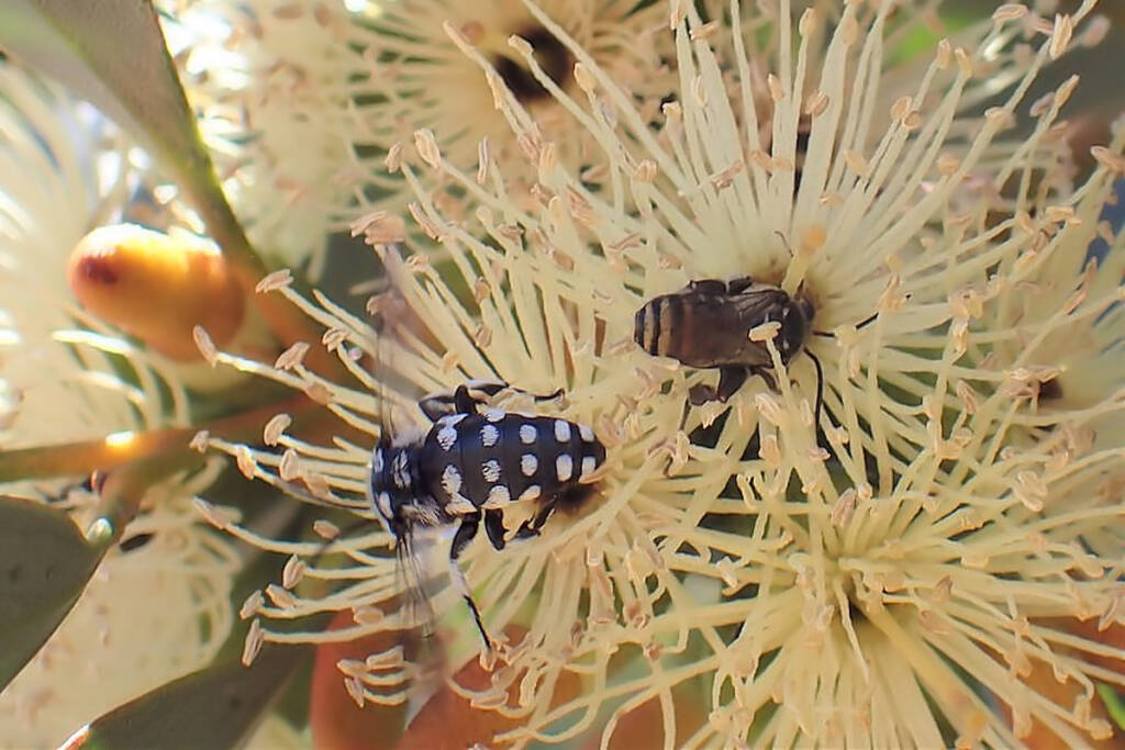 Thyreus waroonensis and possibly the Megachile (Eutricharaea) on Eucalyptus platypus © Gary Taylor