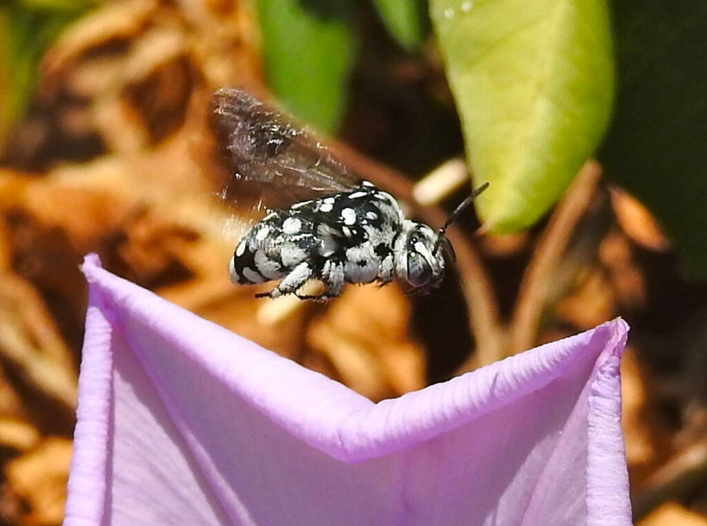 Waroona Cuckoo Bee (Thyreus waroonensis) © Gary Taylor