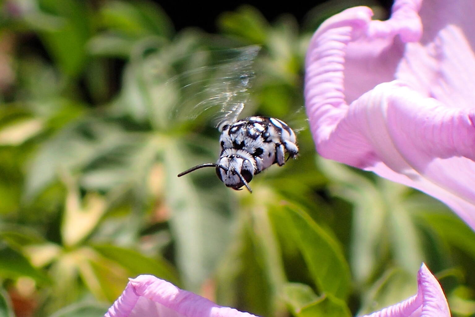 Waroona Cuckoo Bee (Thyreus waroonensis) in flight © Gary Taylor