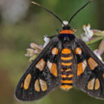 Tiger Moth (Amata trigonophora), Ballandean QLD © Marc Newman