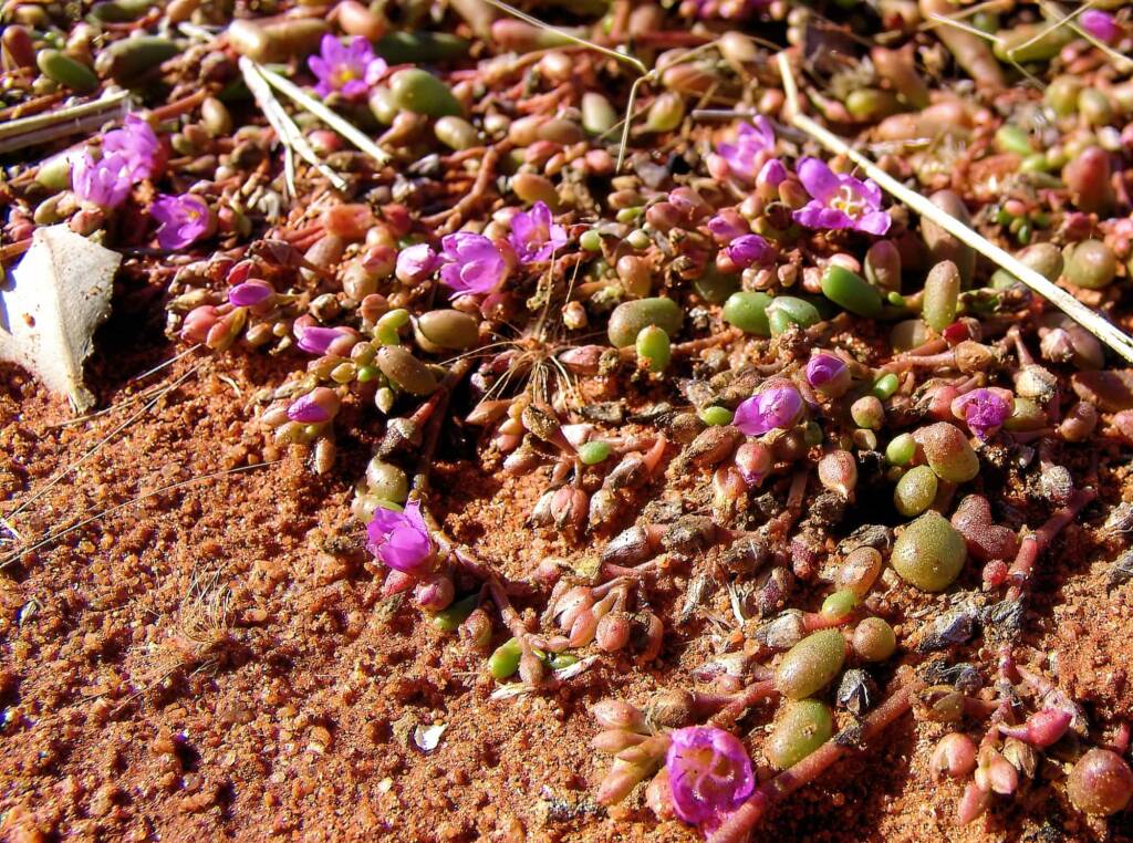 Tiny Purslane (Calandrinia pumila), Ilparpa Claypans, Alice Springs NT